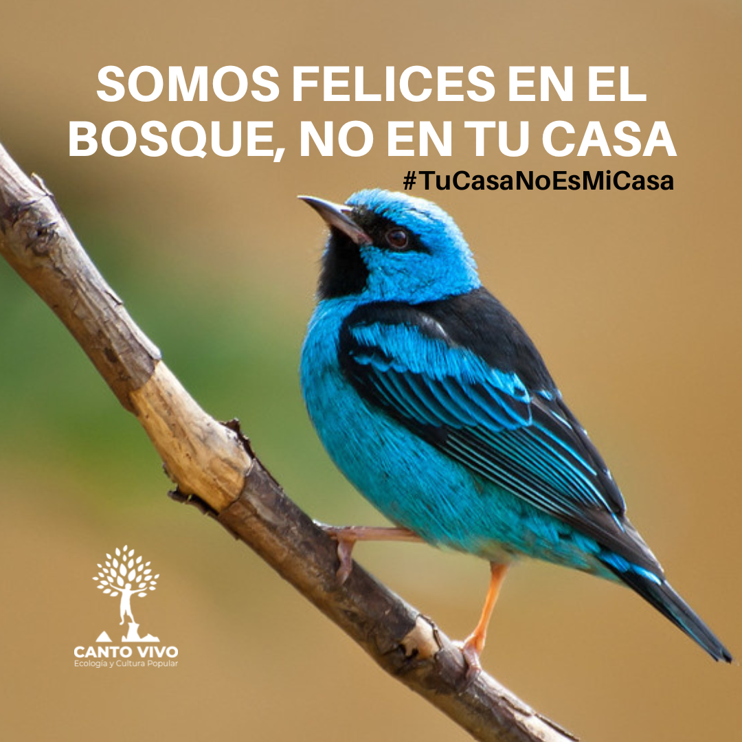 Canto vivo