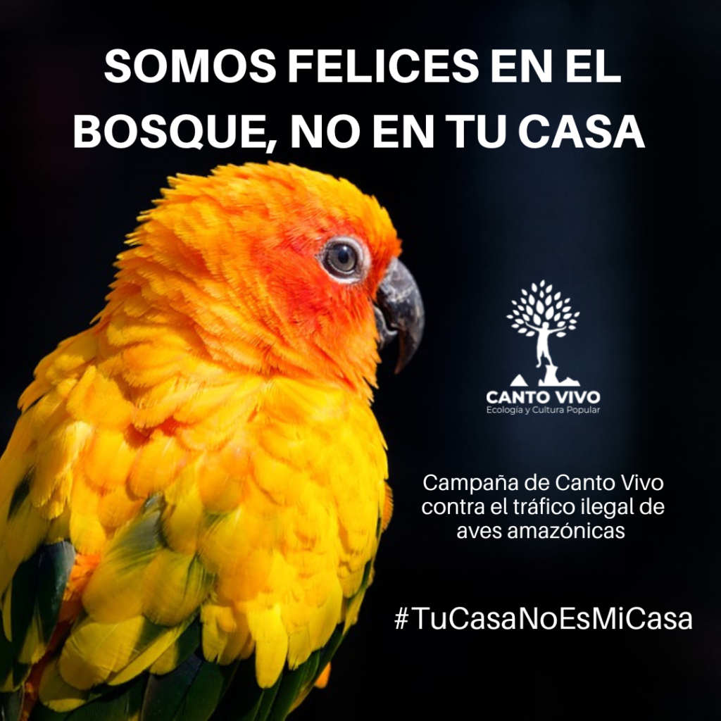 Canto vivo